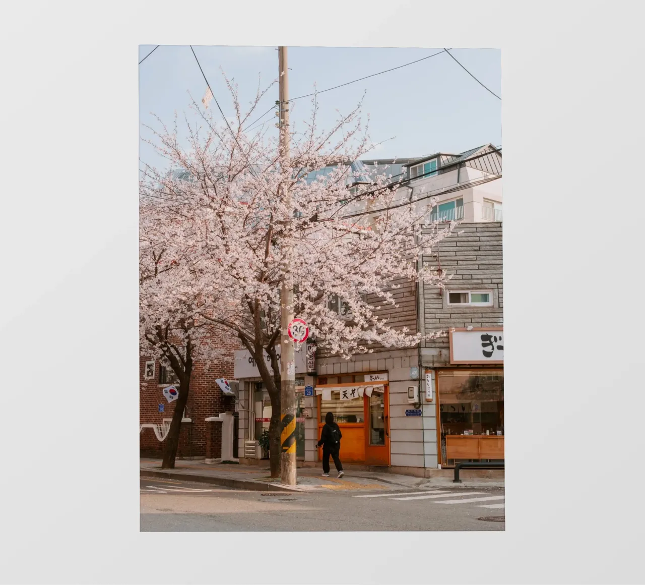 La via dei ciliegi in fiore a Seul, Corea del Sud pellicola backlit da mbgraphx2