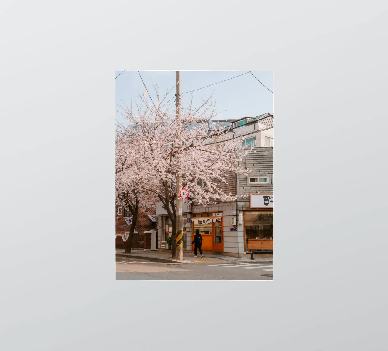 La via dei ciliegi in fiore a Seul, Corea del Sud adesivo da mbgraphx2