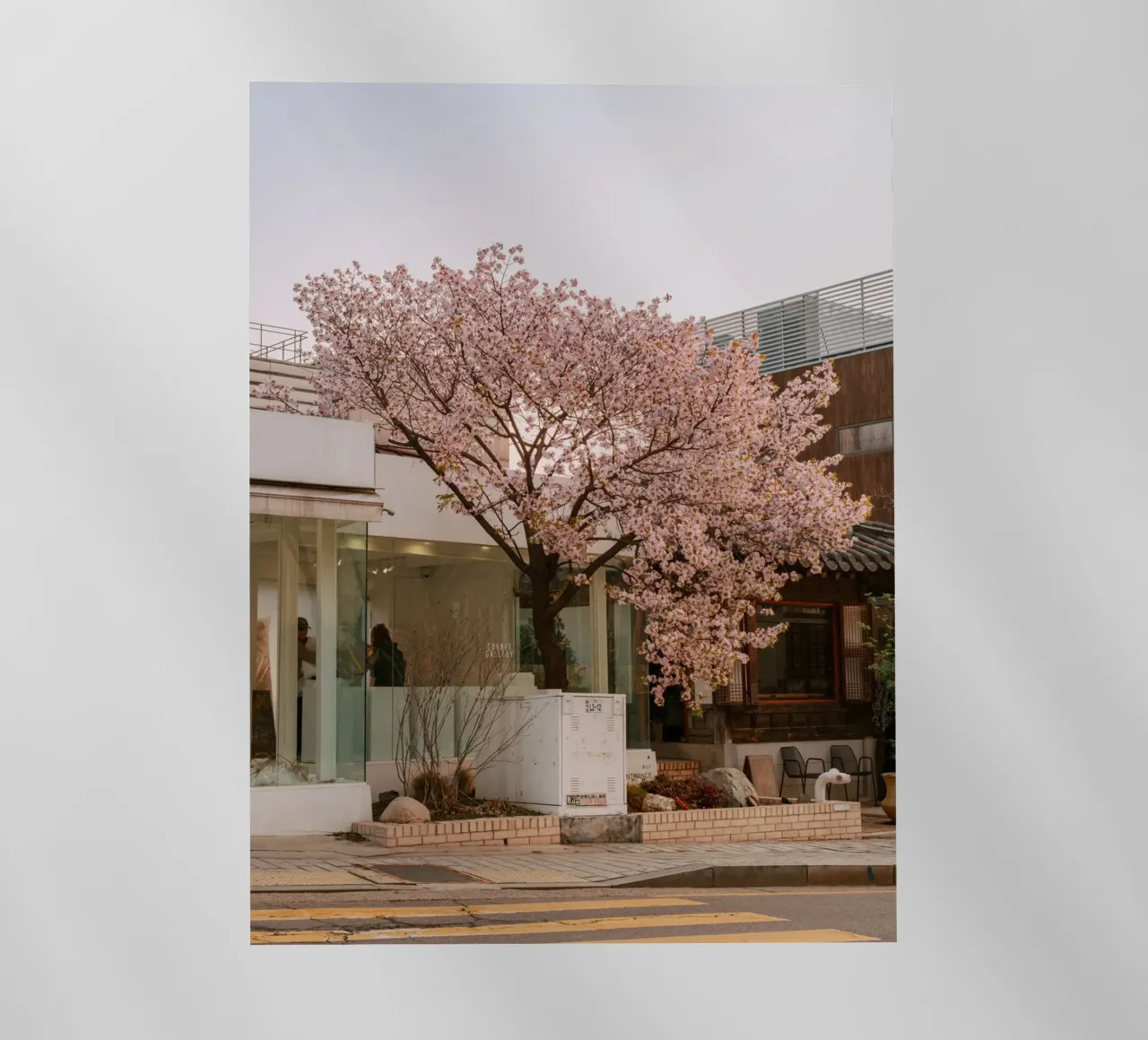 Alba dei ciliegi in fiore a Seul, Corea del Sud pellicola backlit da mbgraphx2