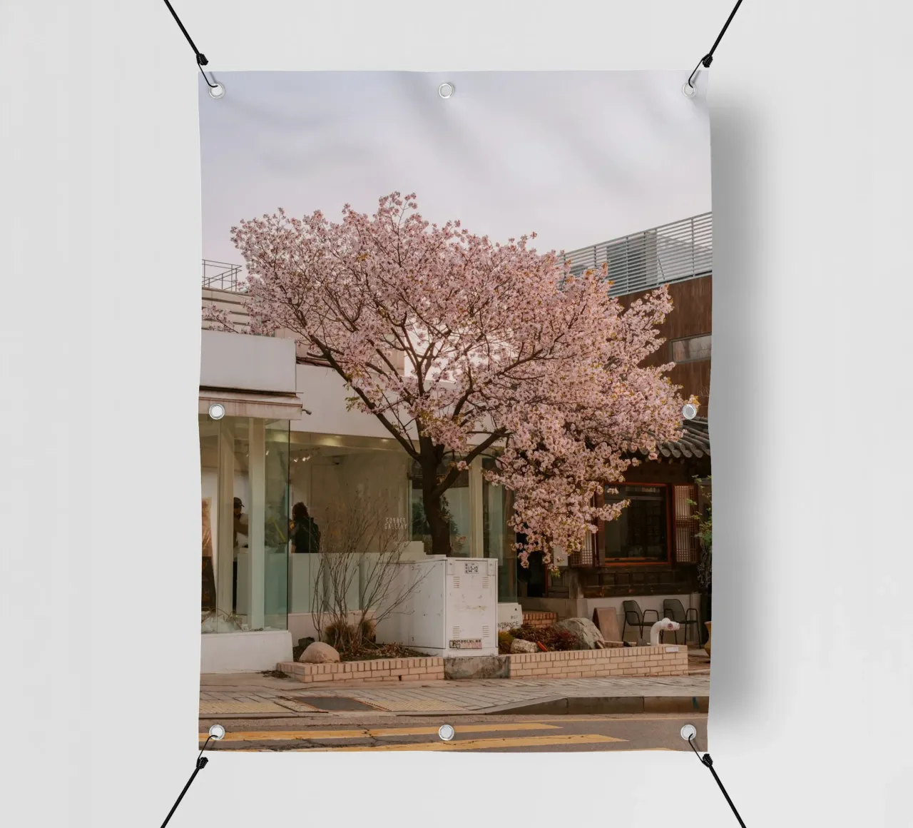 Alba dei ciliegi in fiore a Seul, Corea del Sud telo in pvc da mbgraphx2