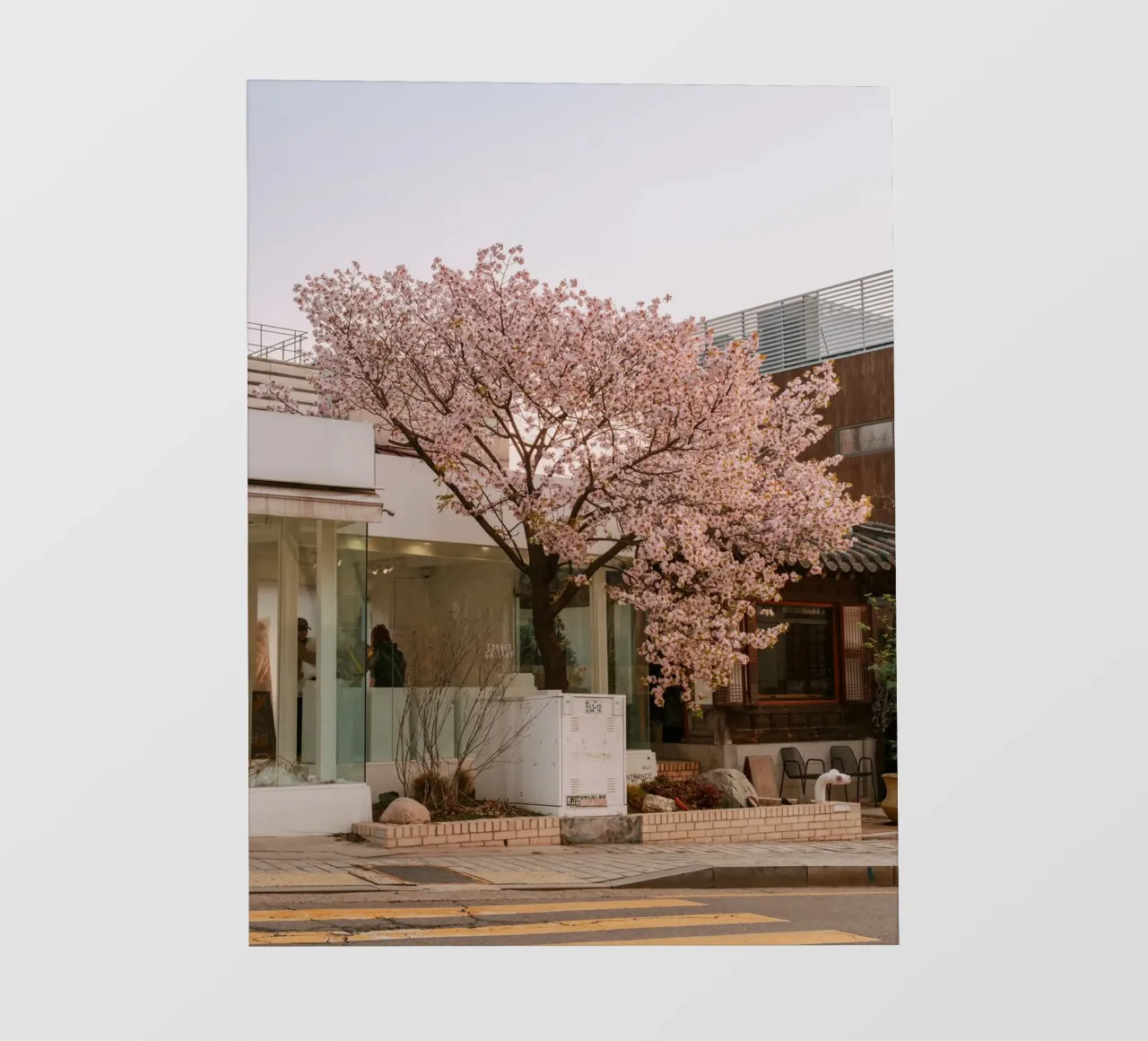 Alba dei ciliegi in fiore a Seul, Corea del Sud telo in pvc da mbgraphx2