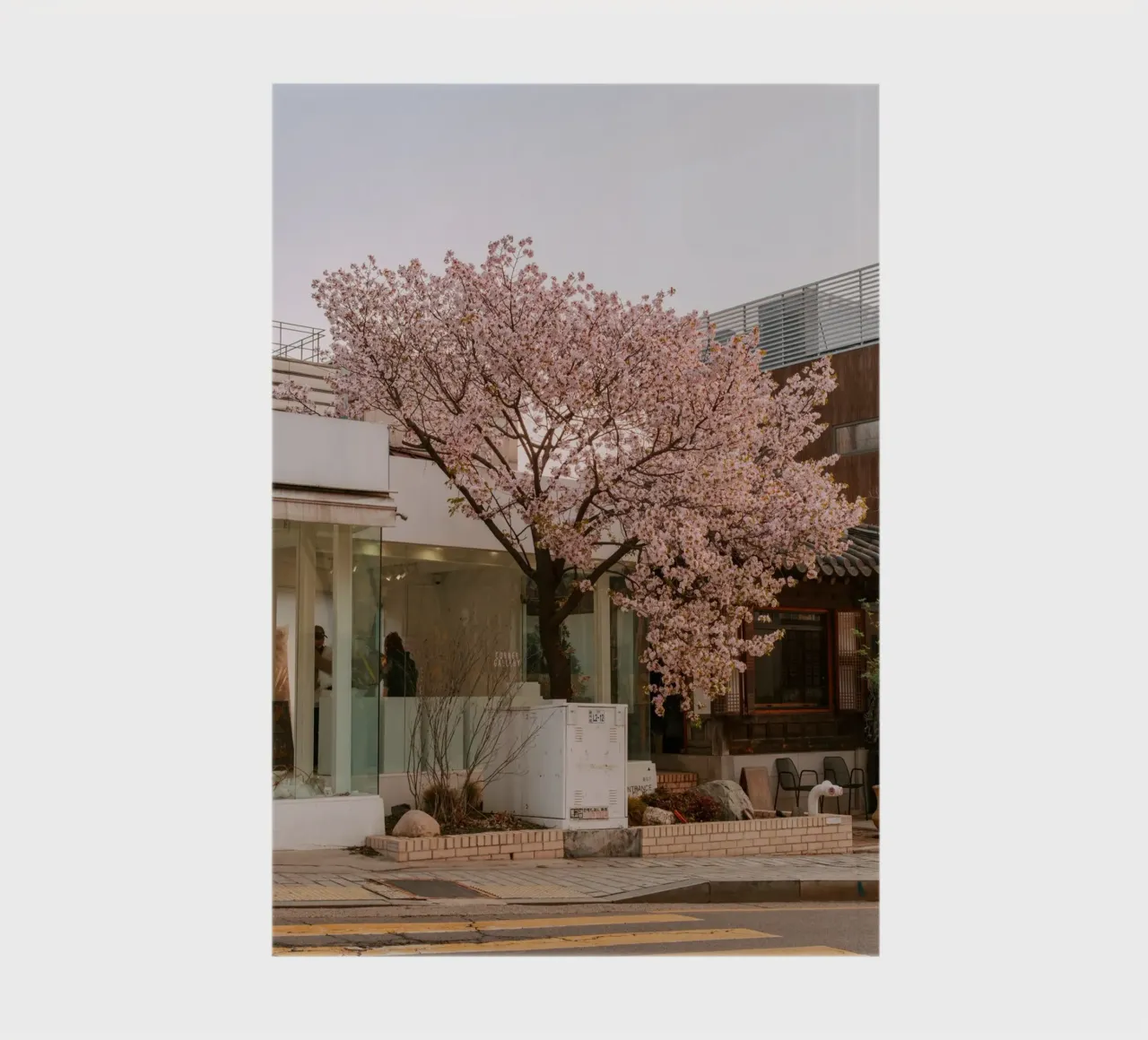 Alba dei ciliegi in fiore a Seul, Corea del Sud diario da mbgraphx2