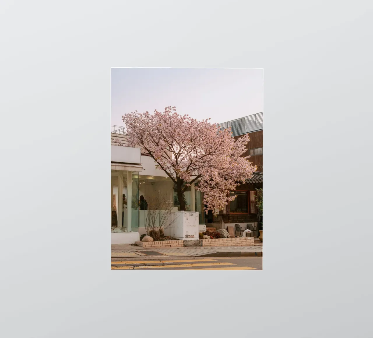 Alba dei ciliegi in fiore a Seul, Corea del Sud adesivo da mbgraphx2