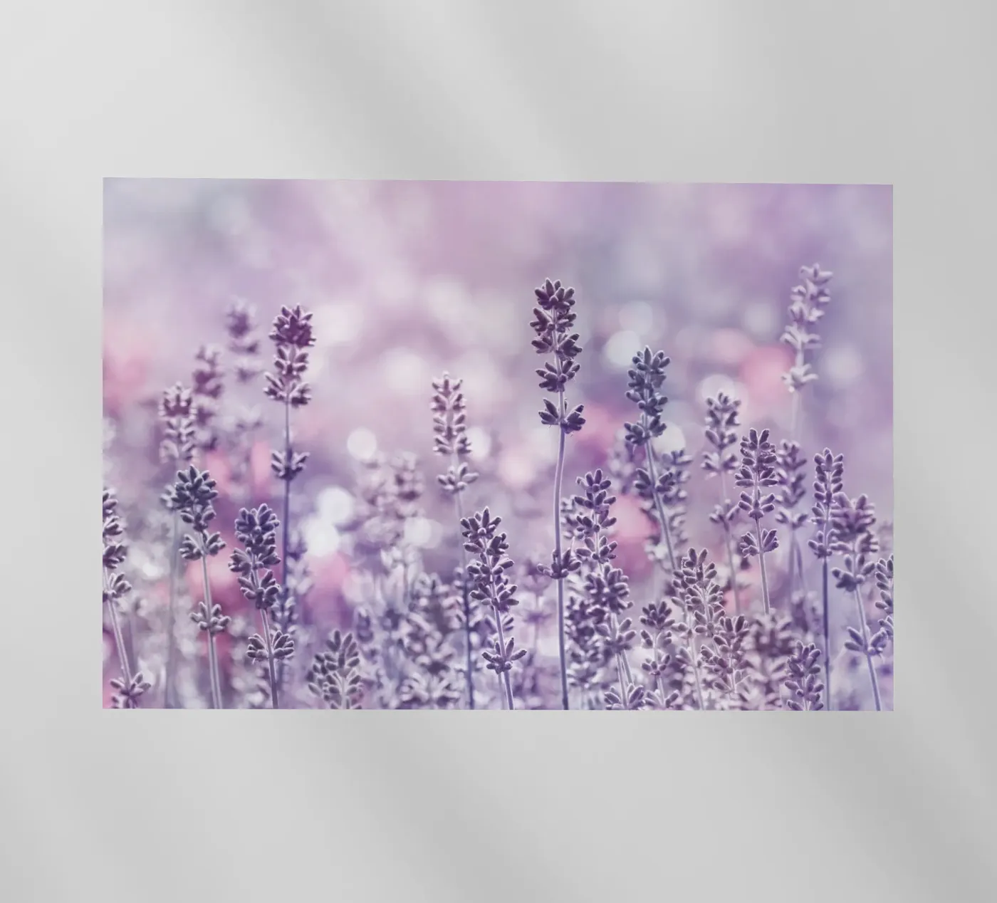 Lavanda pellicola backlit da Atteloi