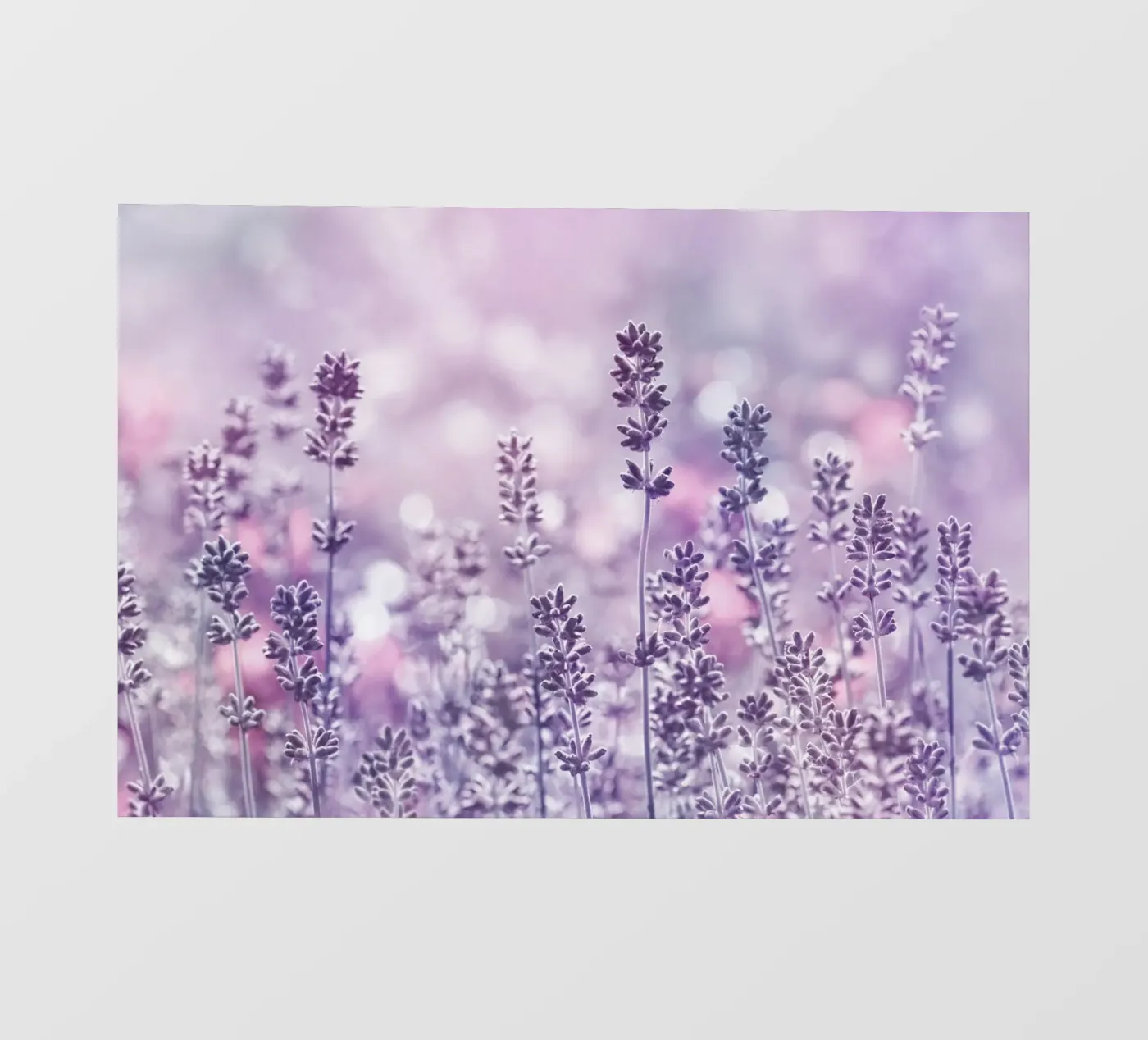 Lavanda pellicola backlit da Atteloi