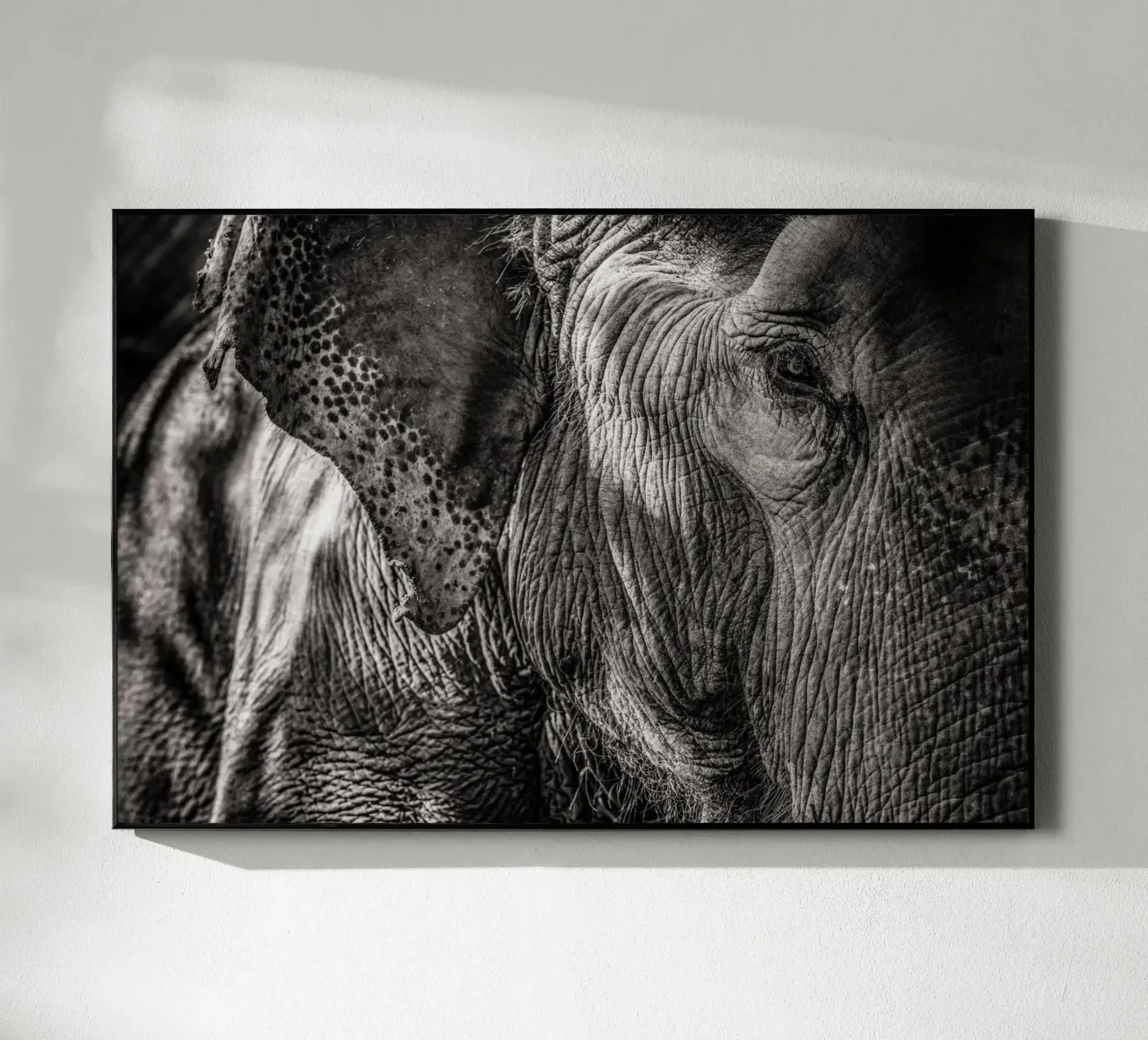Elephant acryl van bwphoto
