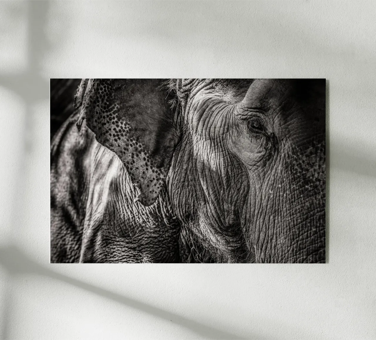 Elephant acryl van bwphoto