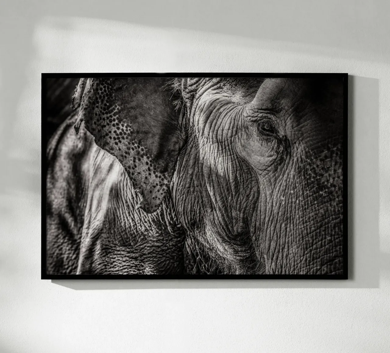 Elephant poster da bwphoto