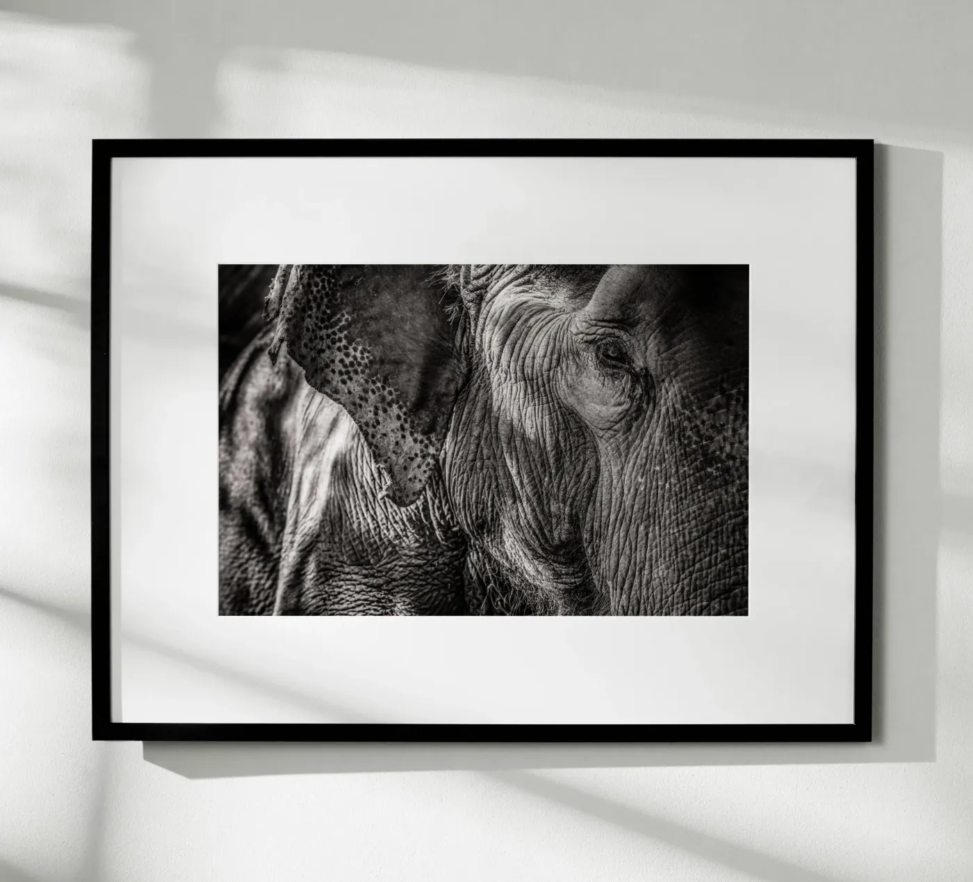 Elephant poster by bwphoto