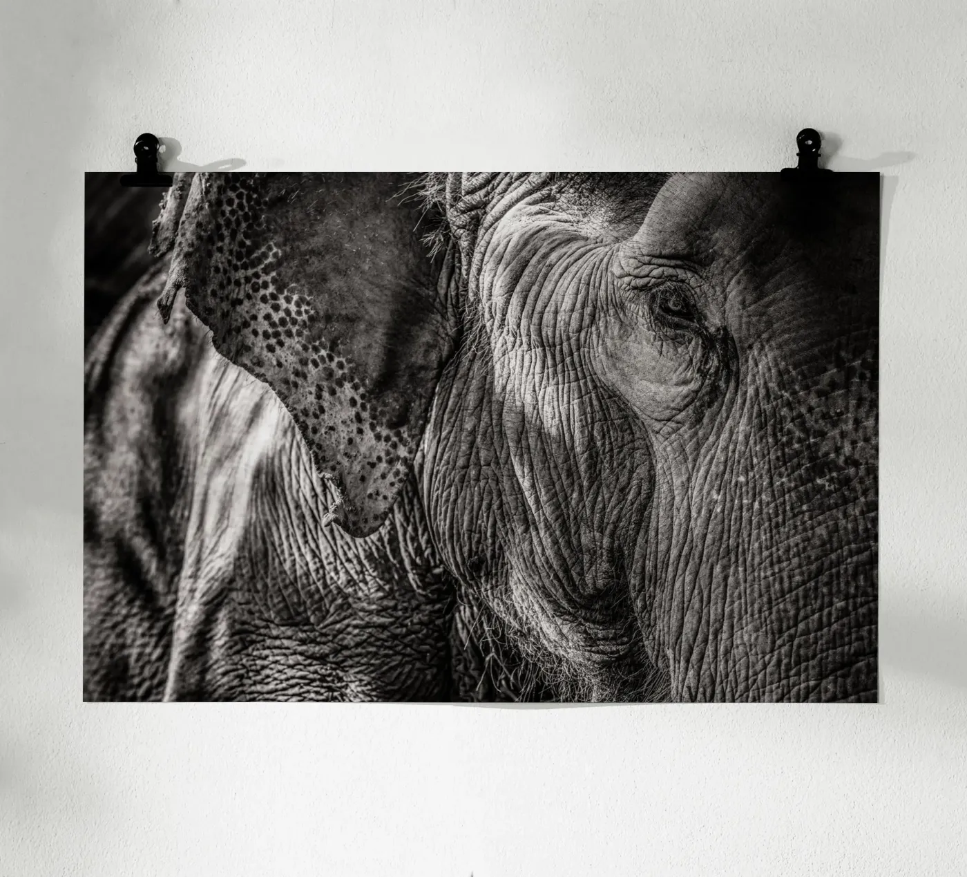 Elephant poster by bwphoto