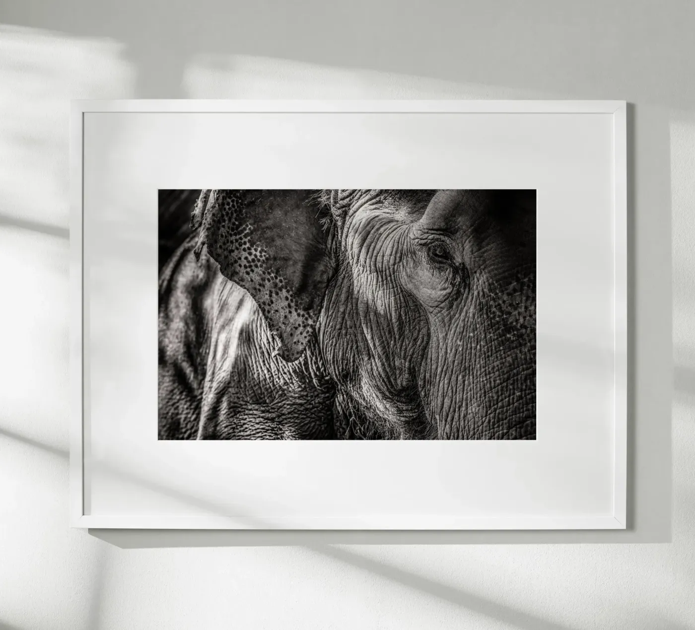 Elephant poster by bwphoto