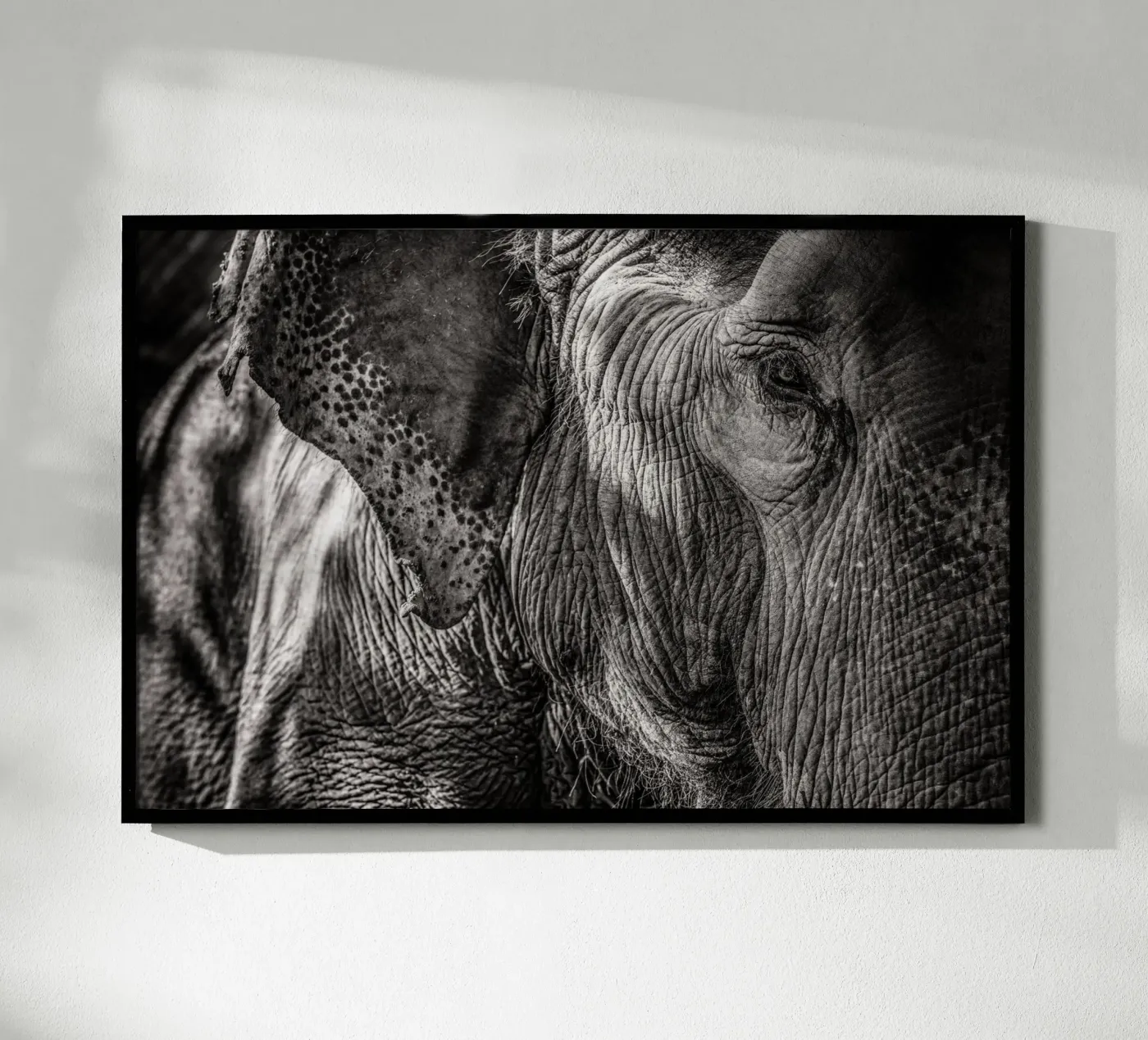 Elephant poster by bwphoto