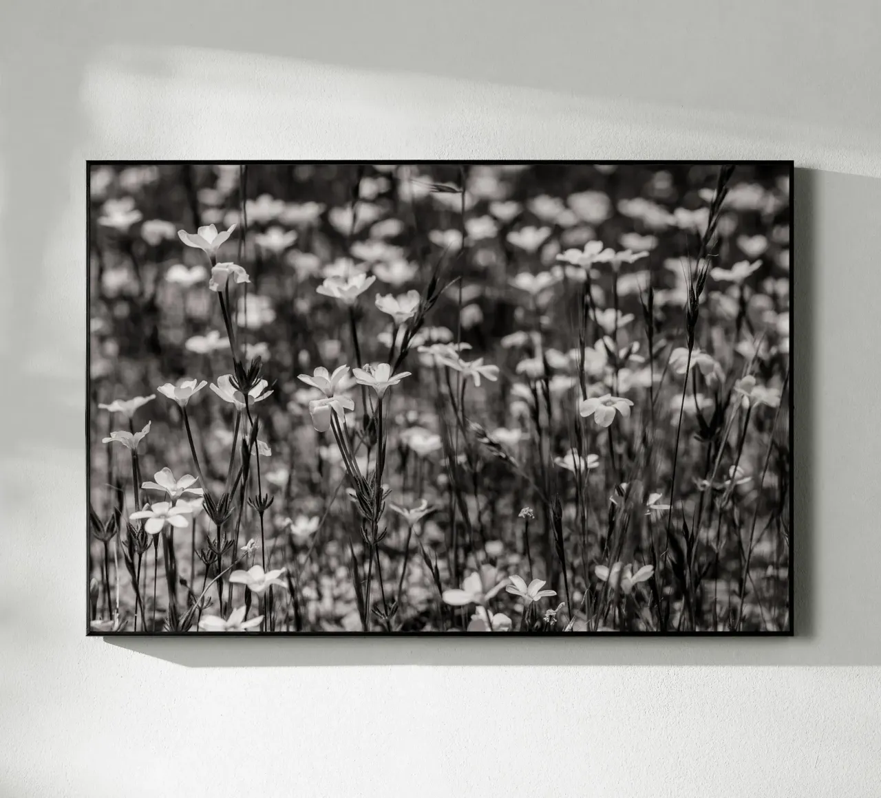 Tiny Wildflowers plexiglass da bwphoto