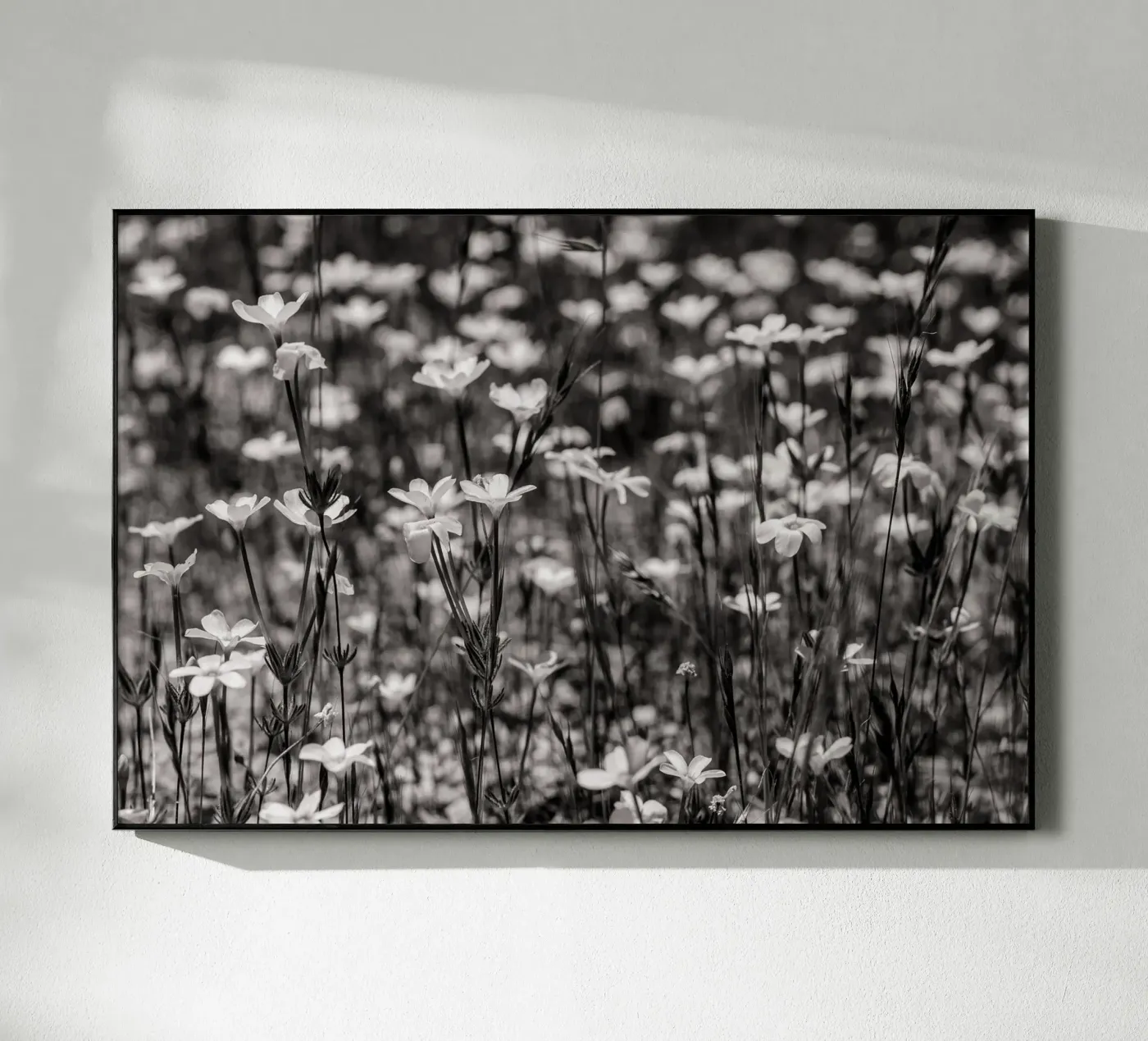 Tiny Wildflowers plexiglas de bwphoto