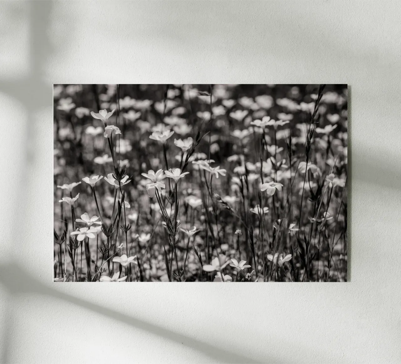 Tiny Wildflowers plexiglass da bwphoto
