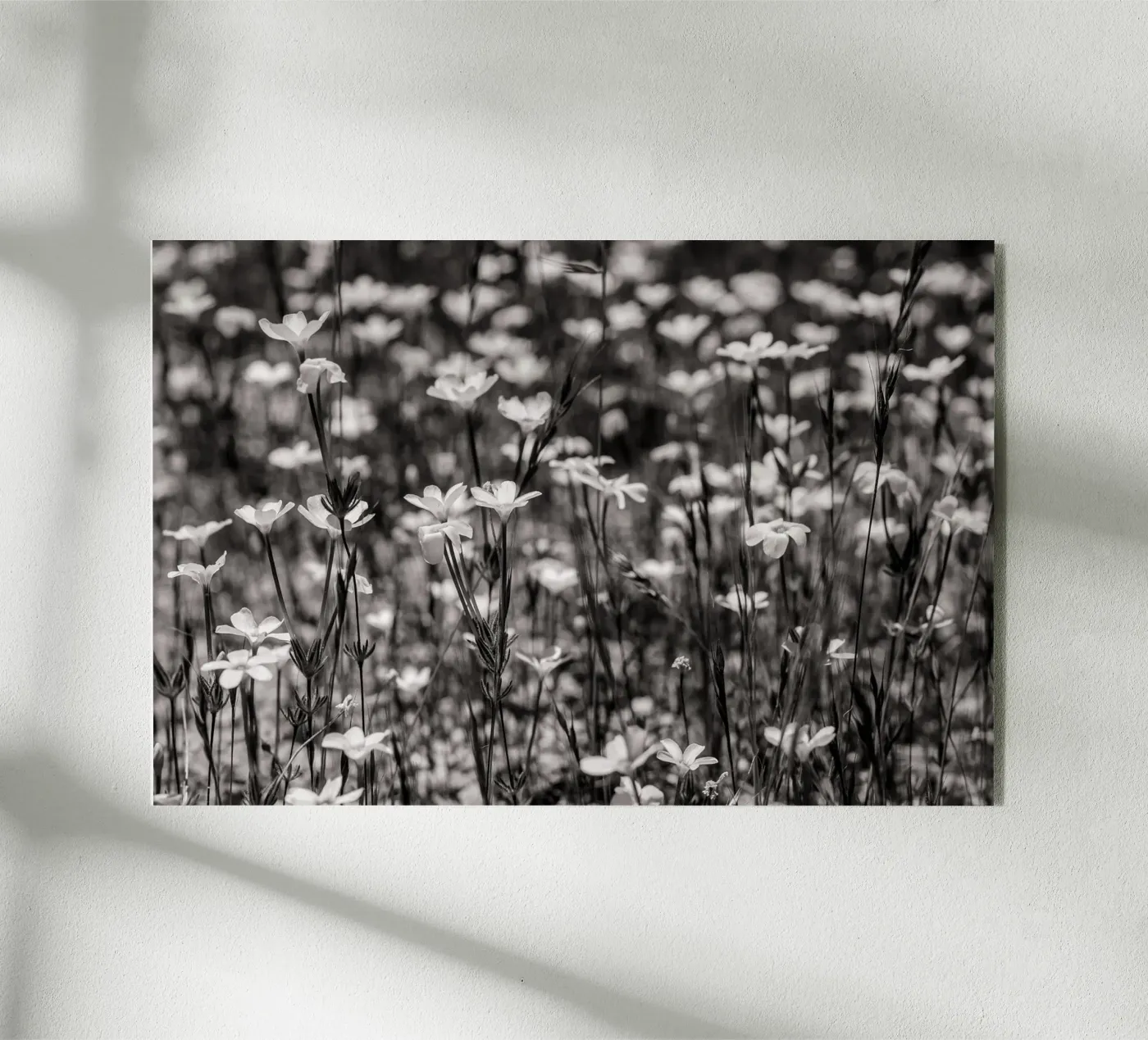 Tiny Wildflowers plexiglas de bwphoto