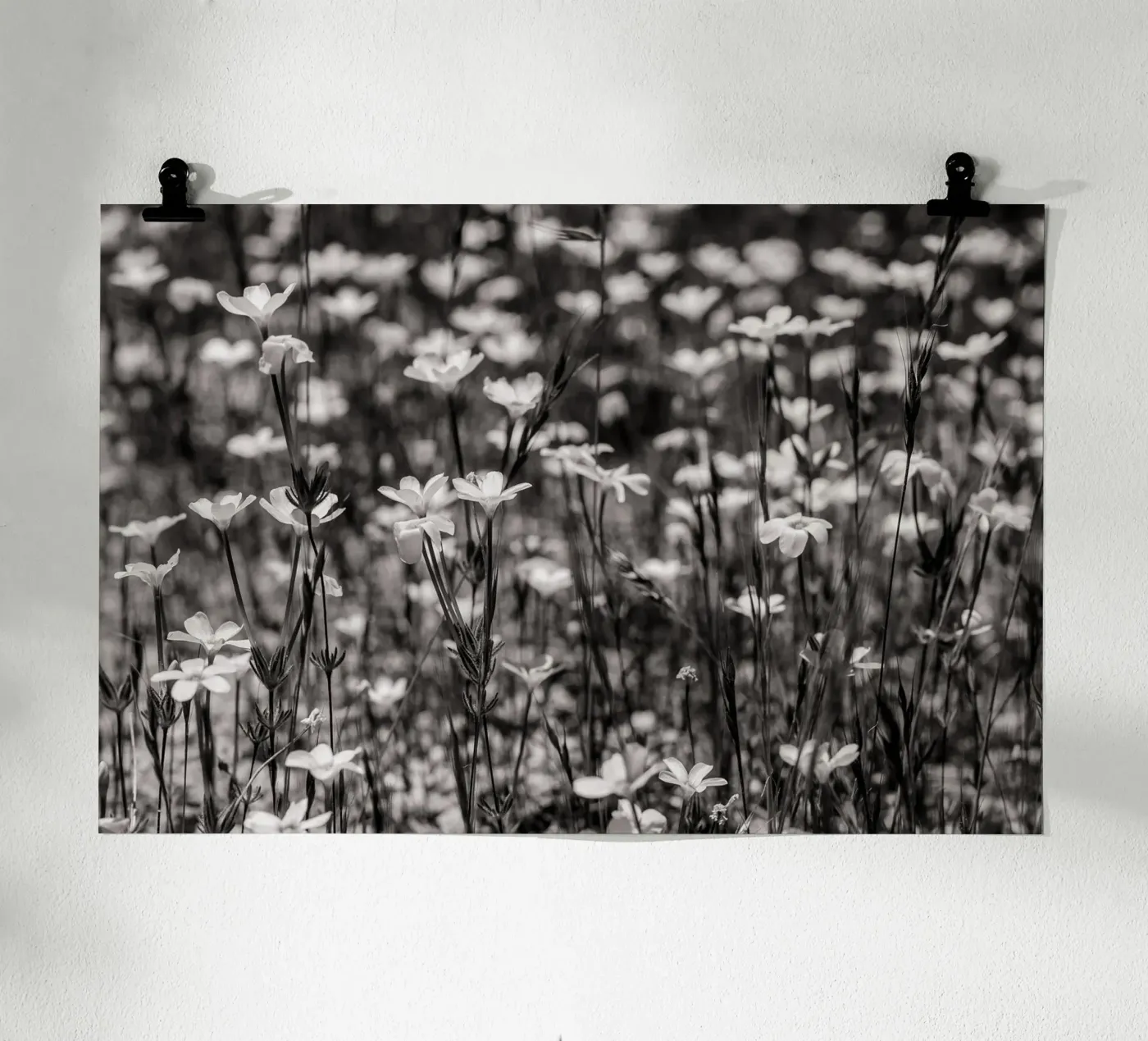 Tiny Wildflowers Poster von bwphoto