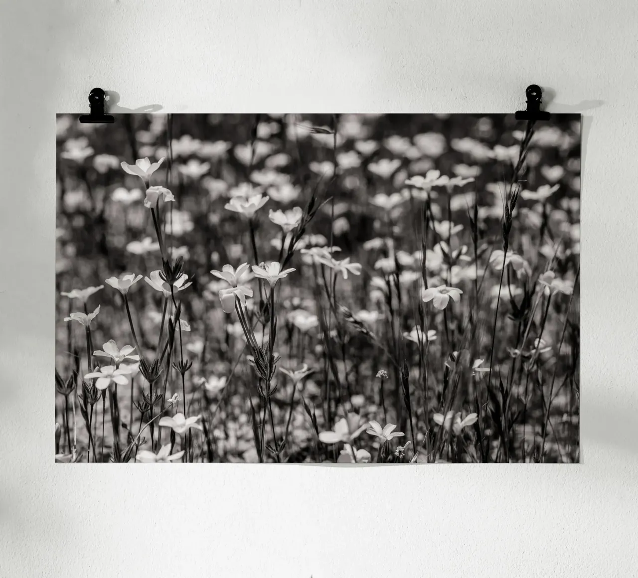 Tiny Wildflowers poster da bwphoto