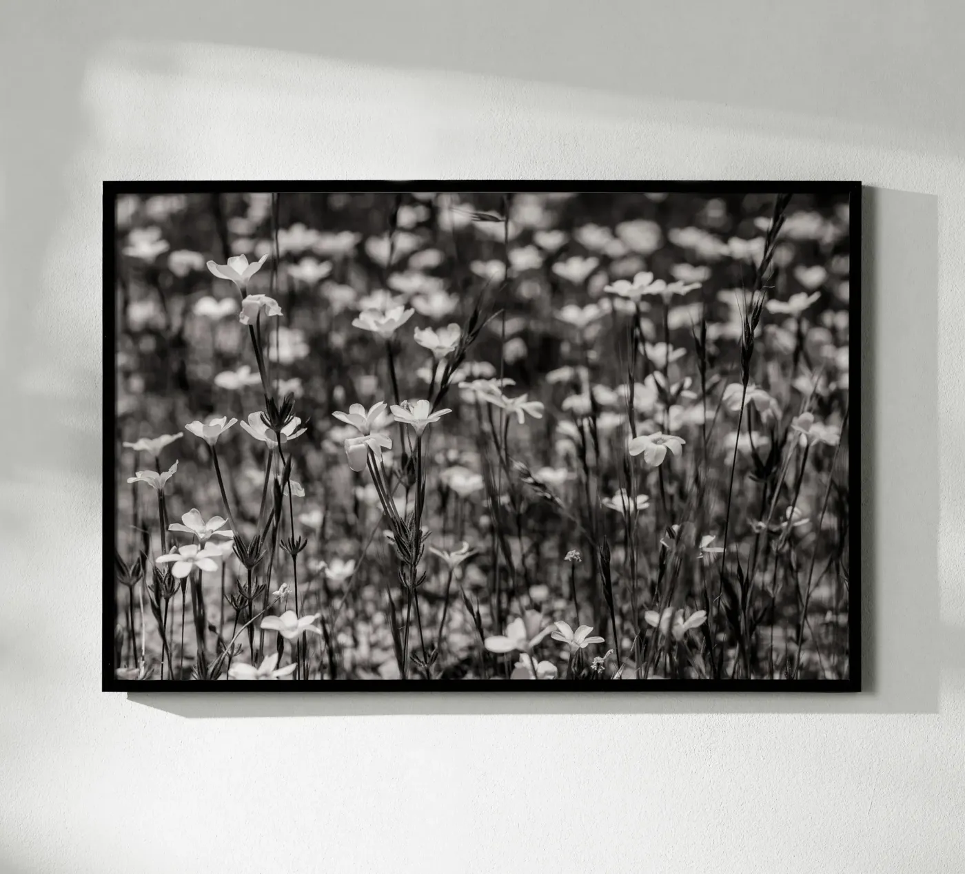 Tiny Wildflowers Poster von bwphoto