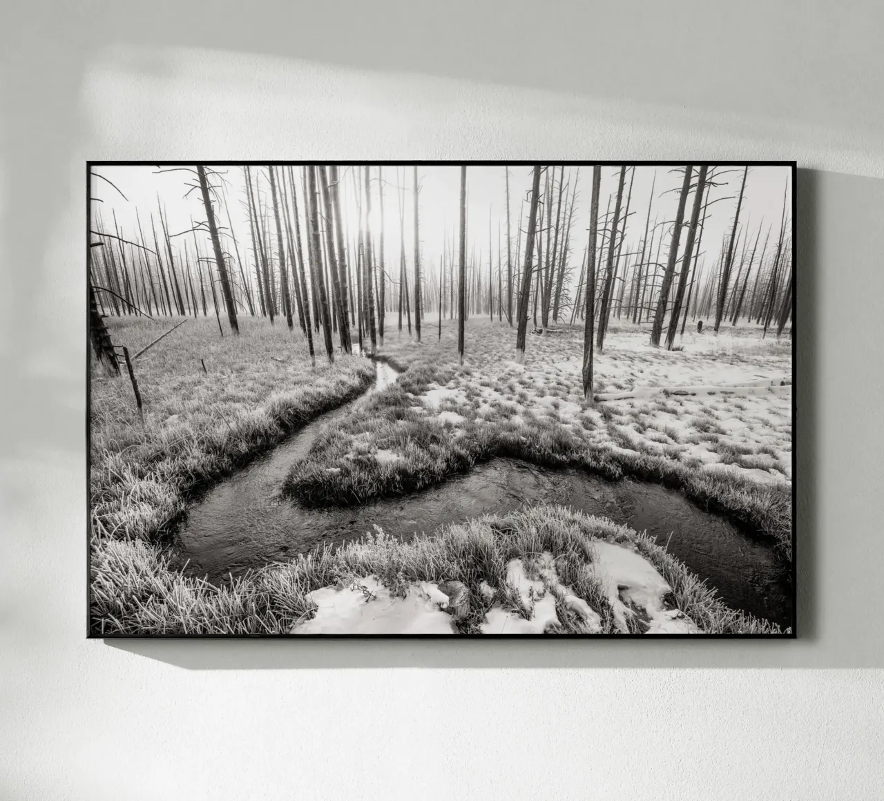 Winter Forest Landscape plexiglass da bwphoto