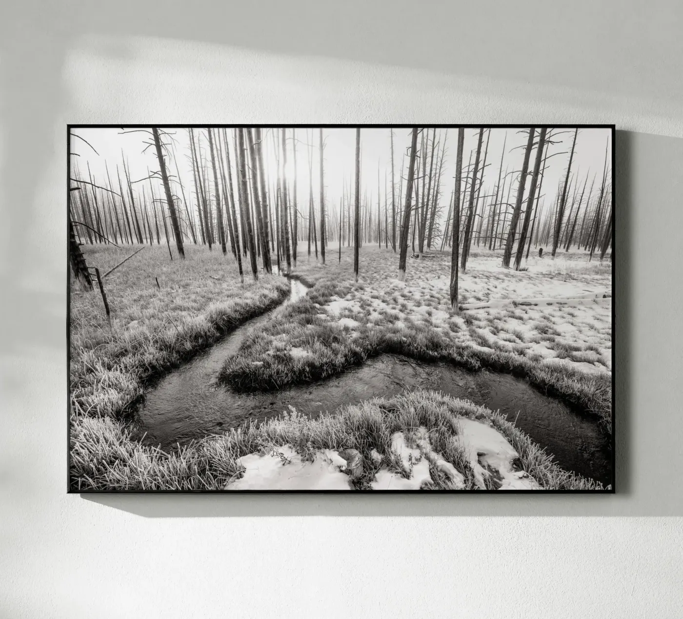 Winter Forest Landscape plexiglass da bwphoto