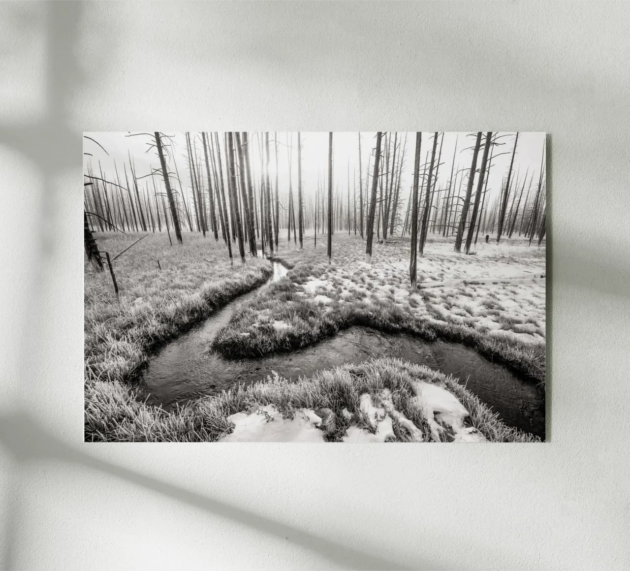 Winter Forest Landscape plexiglass da bwphoto