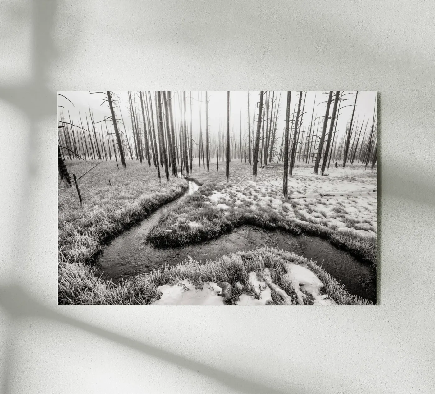 Winter Forest Landscape plexiglass da bwphoto