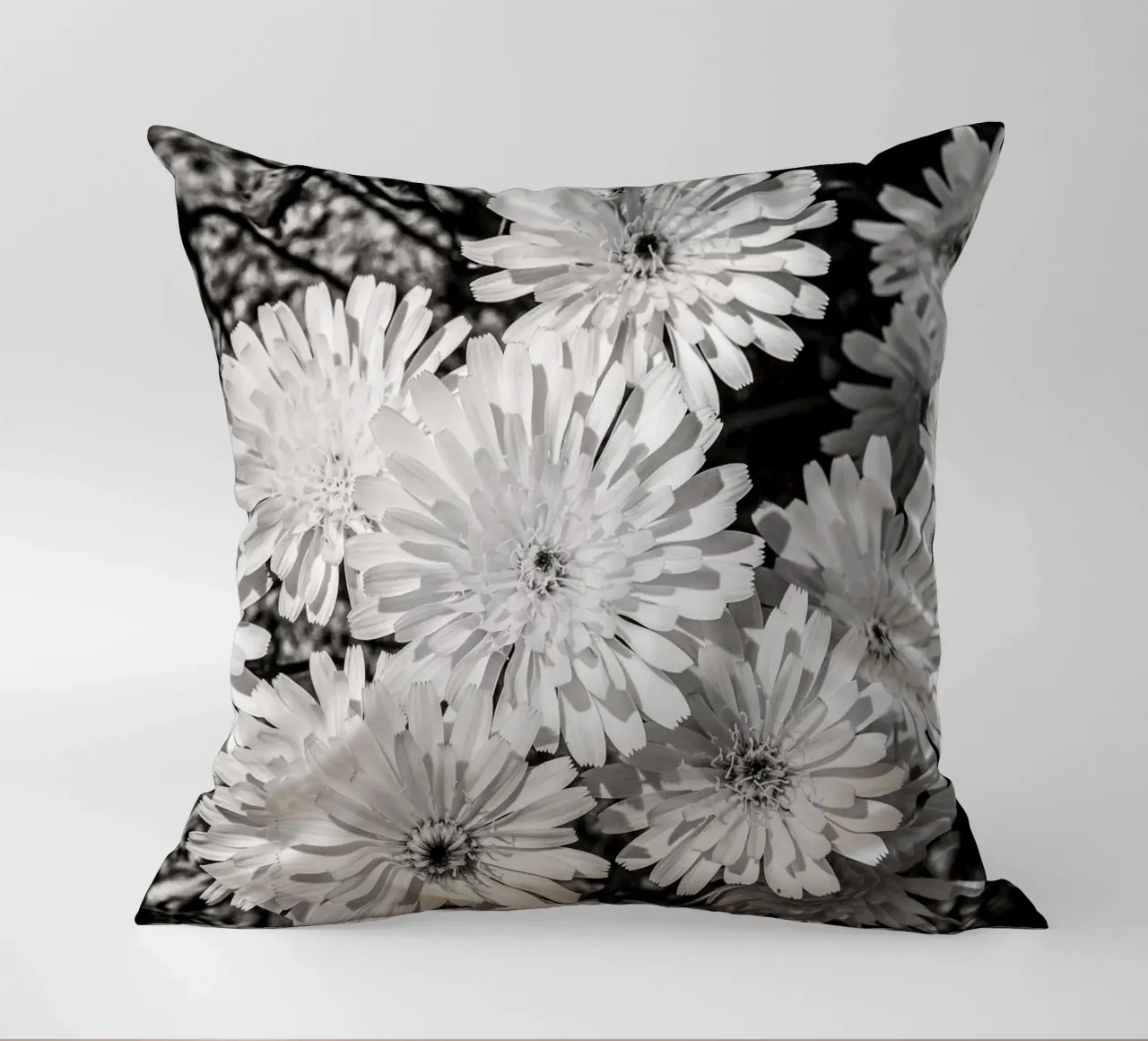 Smooth Desertdandelion cuscino da bwphoto