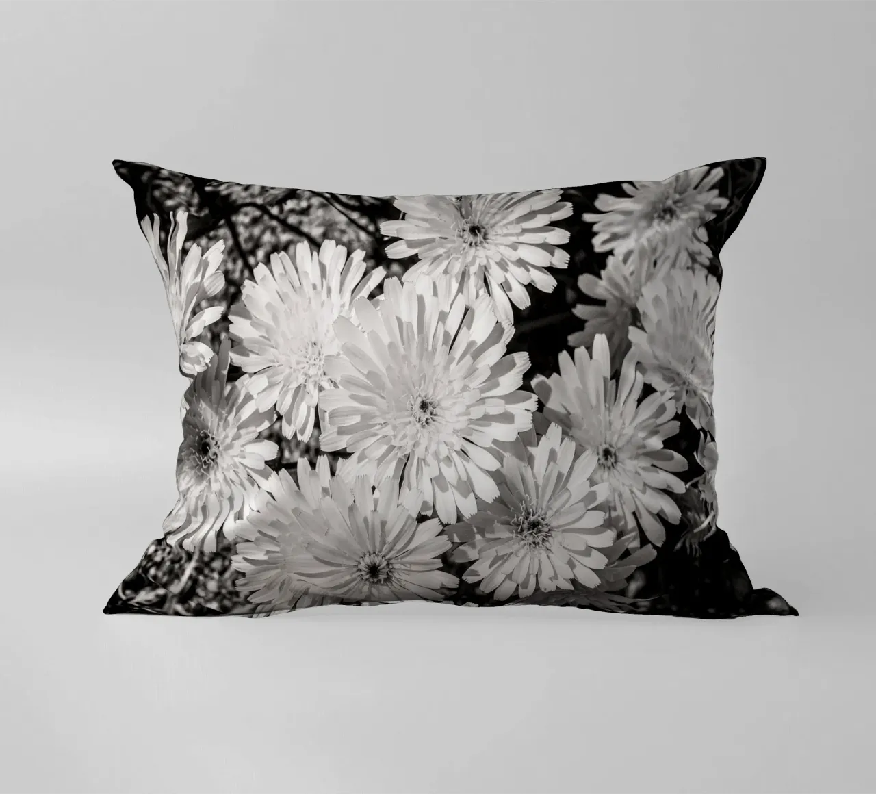 Smooth Desertdandelion cuscino da bwphoto