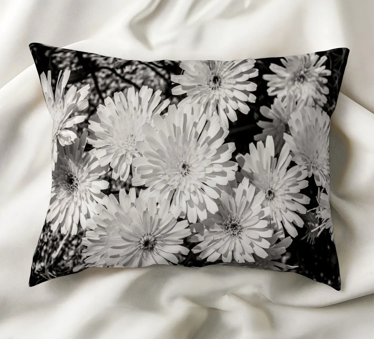 Smooth Desertdandelion cuscino da bwphoto