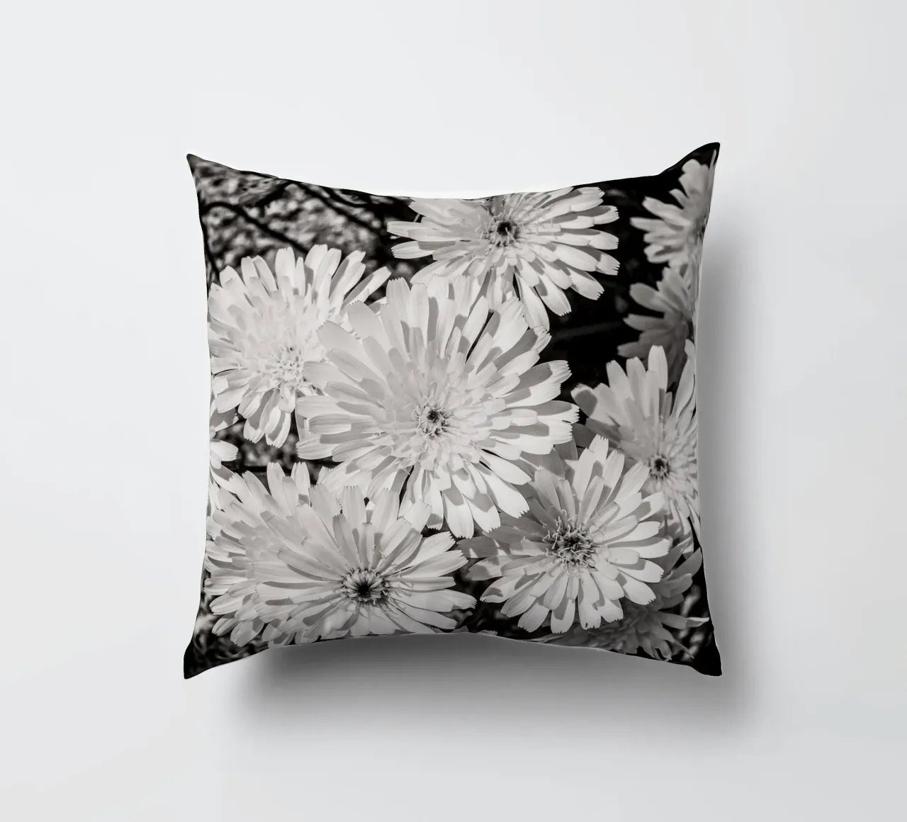 Smooth Desertdandelion cuscino da bwphoto