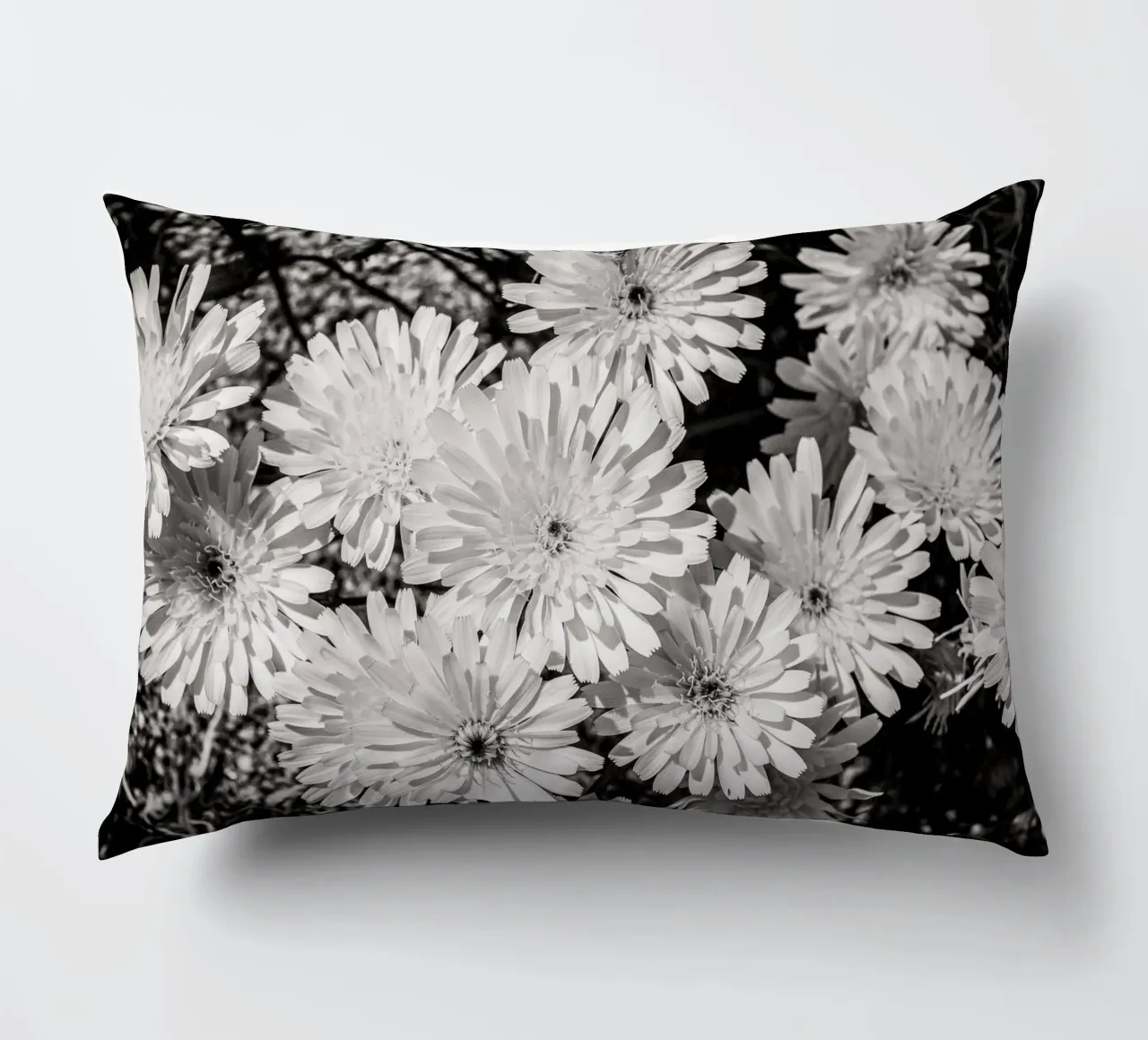 Smooth Desertdandelion cuscino da bwphoto