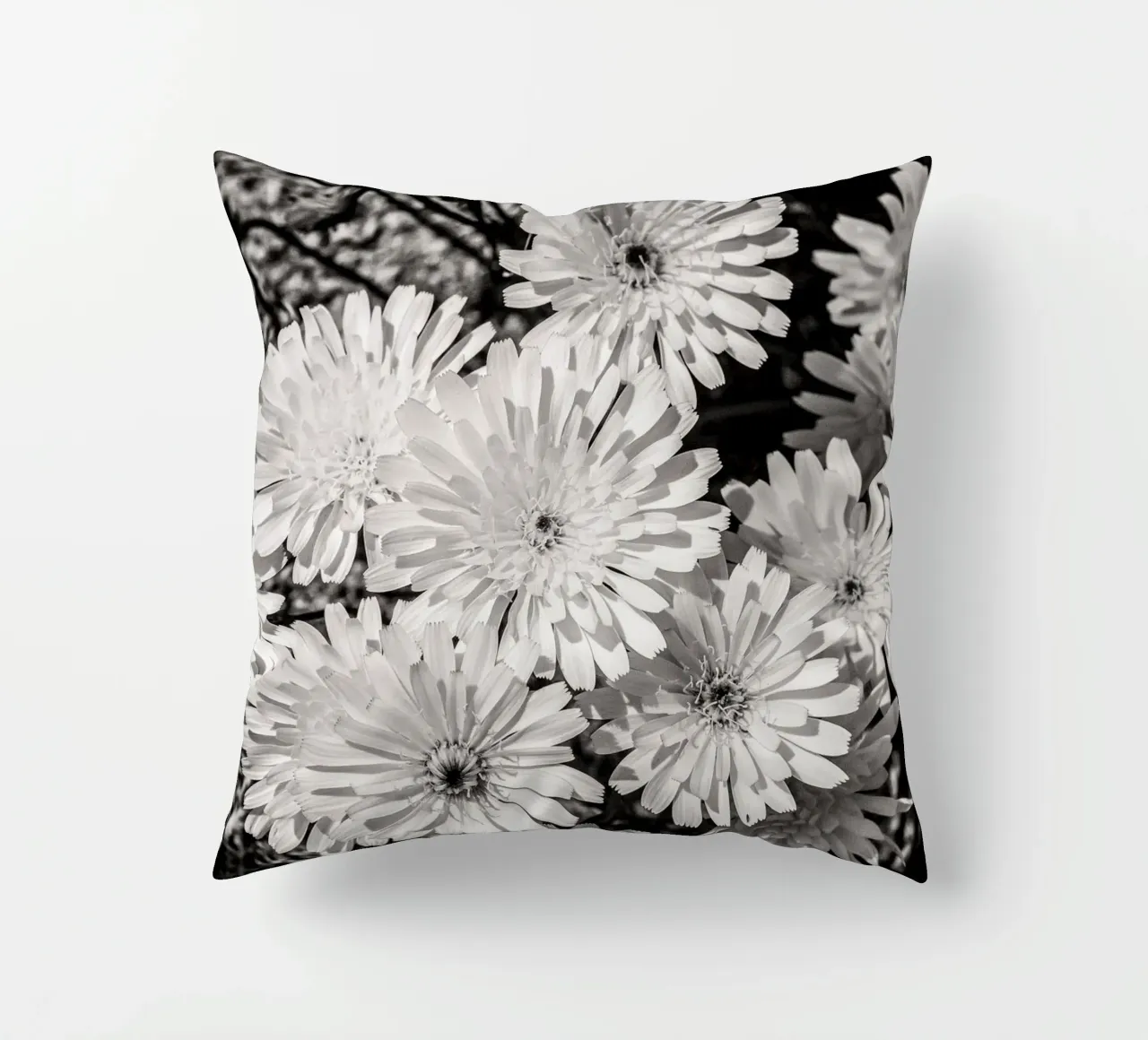 Smooth Desertdandelion cuscino da bwphoto