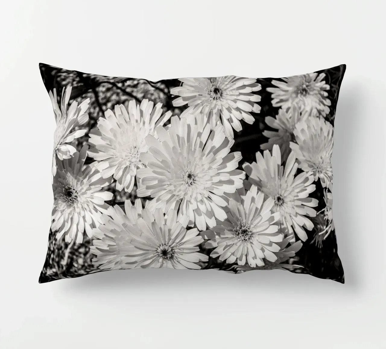 Smooth Desertdandelion cuscino da bwphoto