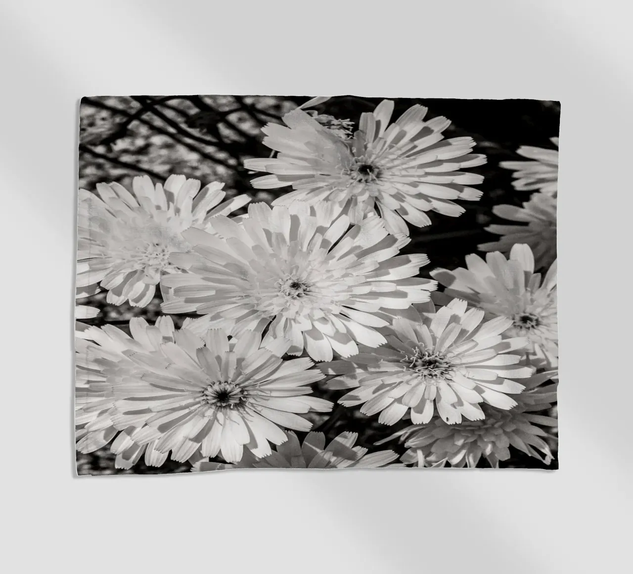 Smooth Desertdandelion telo mare da bwphoto