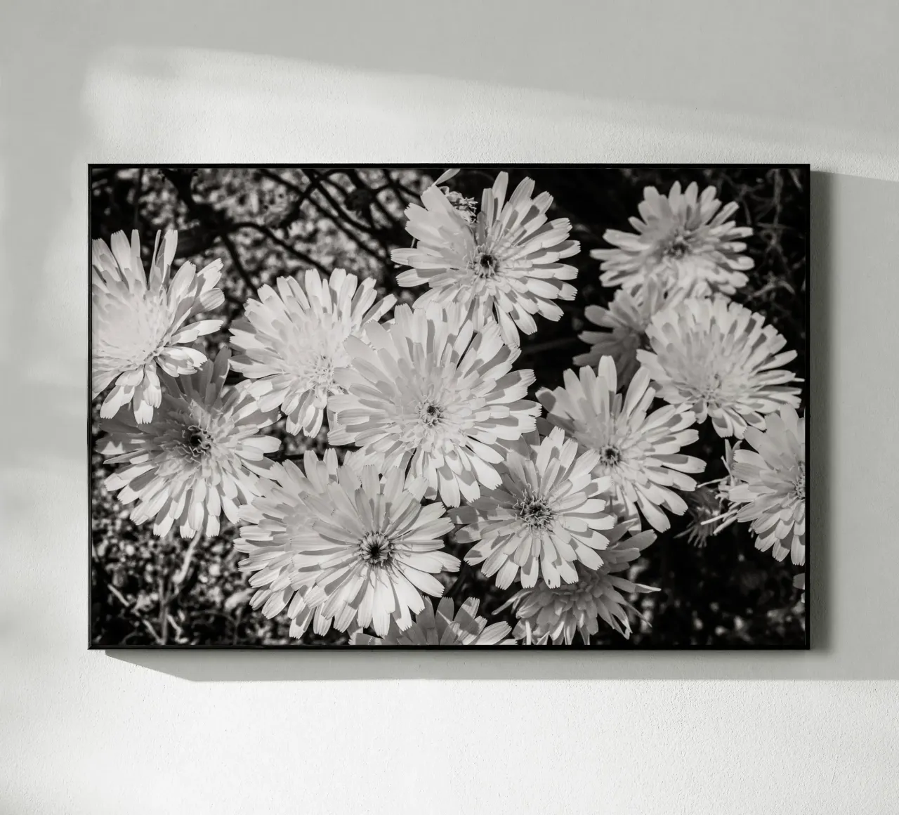 Smooth Desertdandelion plexiglass da bwphoto