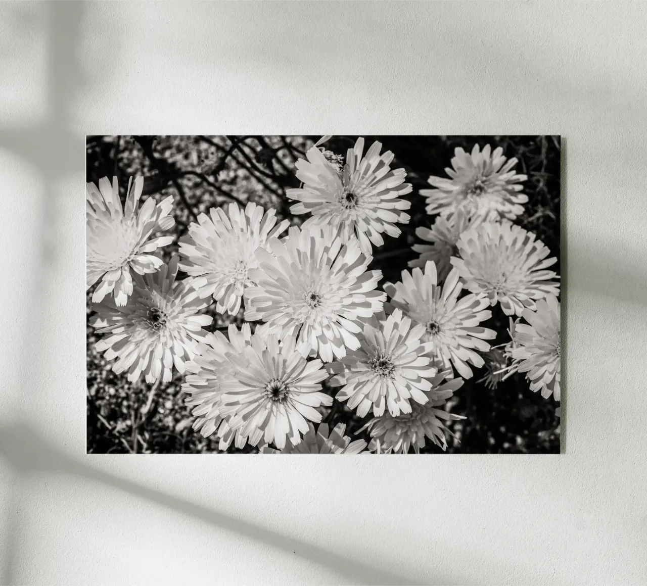 Smooth Desertdandelion plexiglass da bwphoto