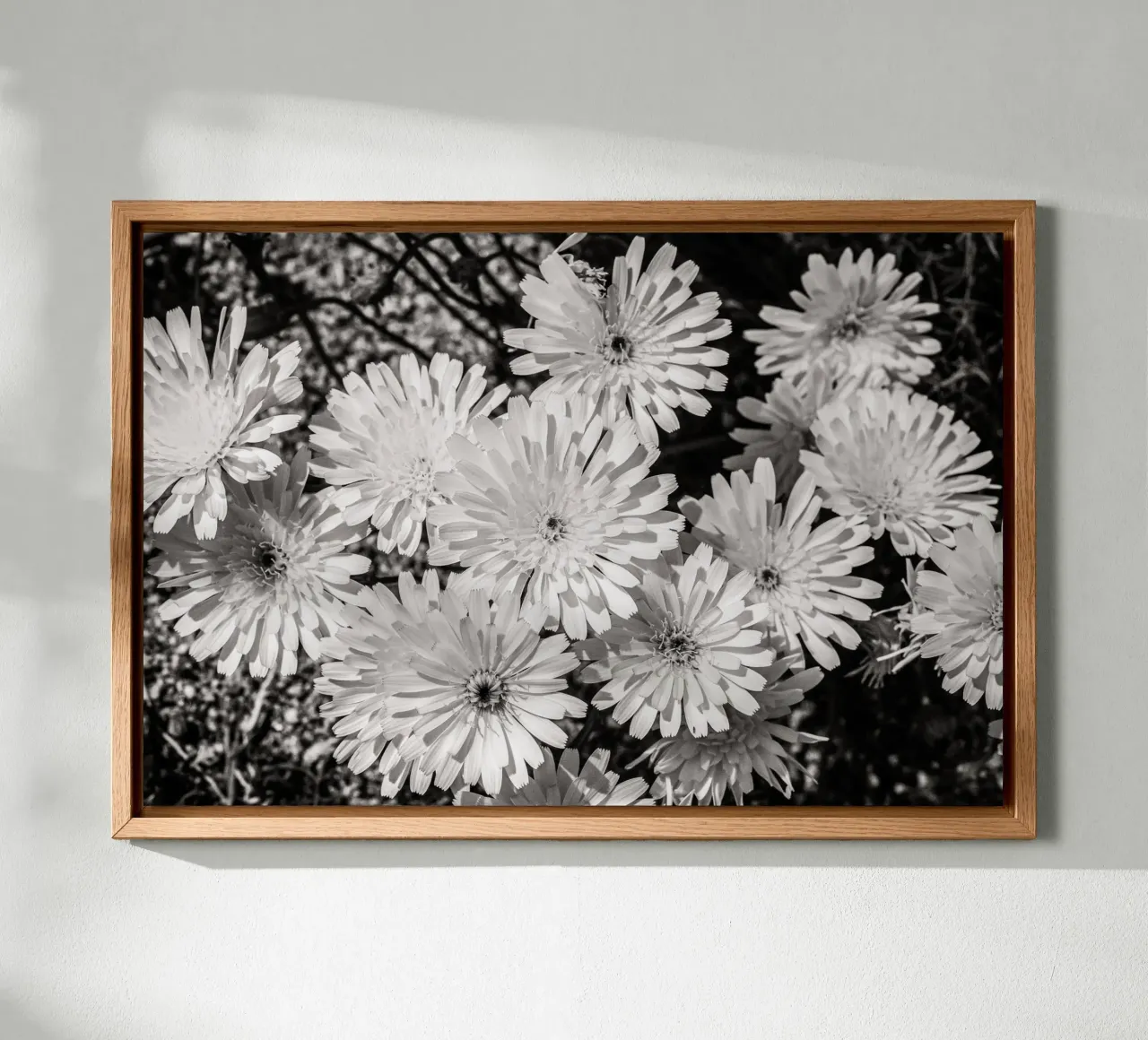 Smooth Desertdandelion alluminio dibond da bwphoto