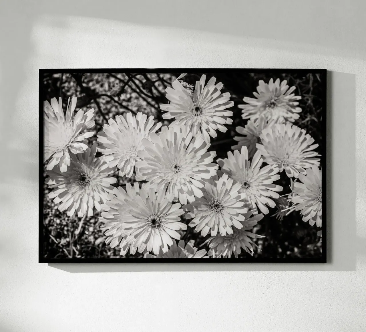 Smooth Desertdandelion carta hahnemühle da bwphoto