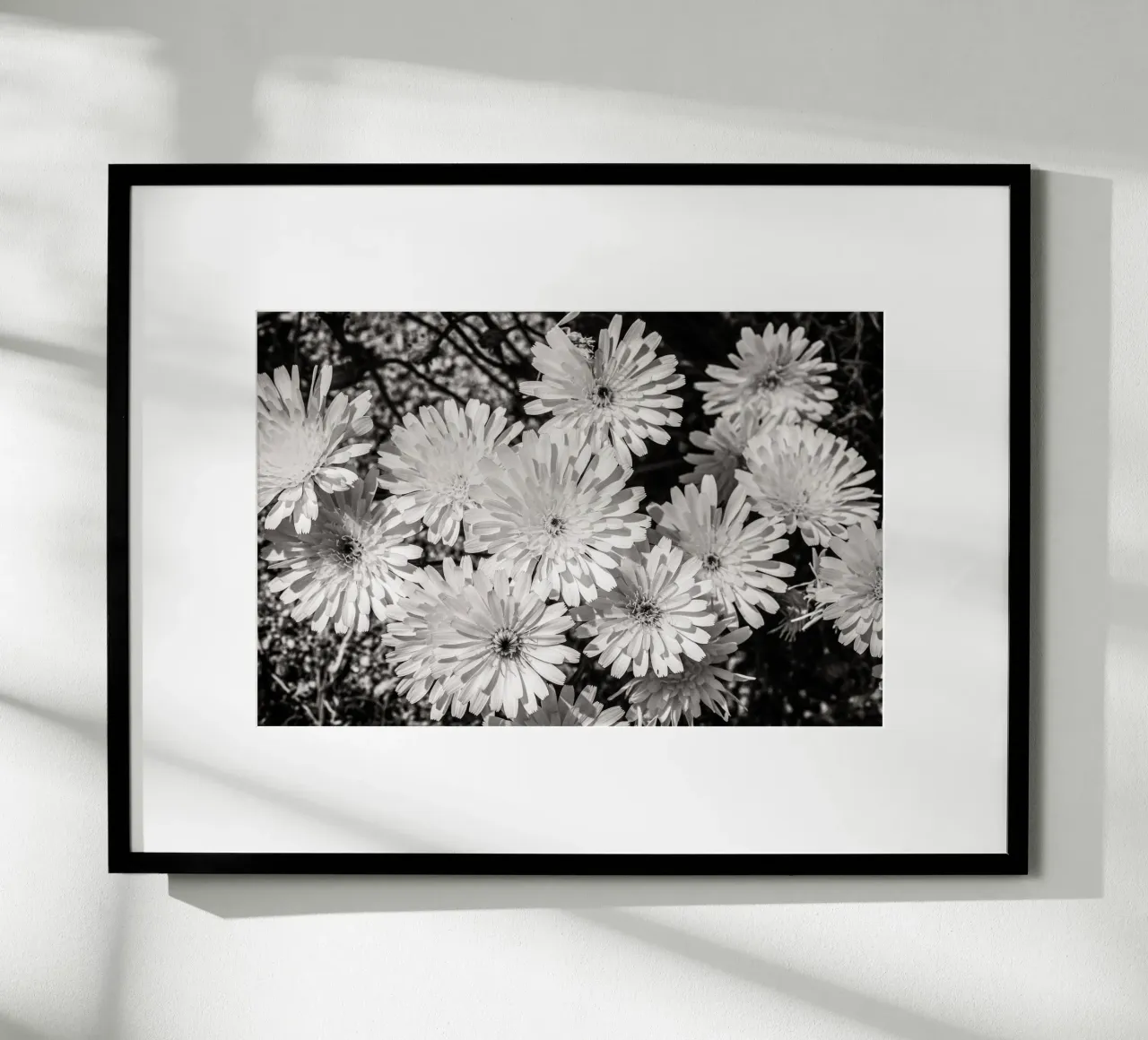 Smooth Desertdandelion carta hahnemühle da bwphoto