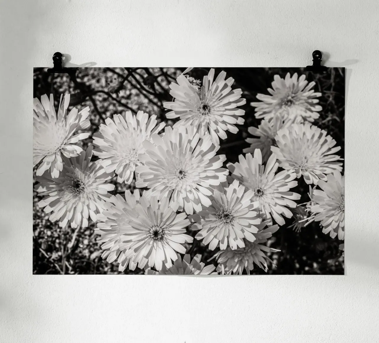 Smooth Desertdandelion carta hahnemühle da bwphoto