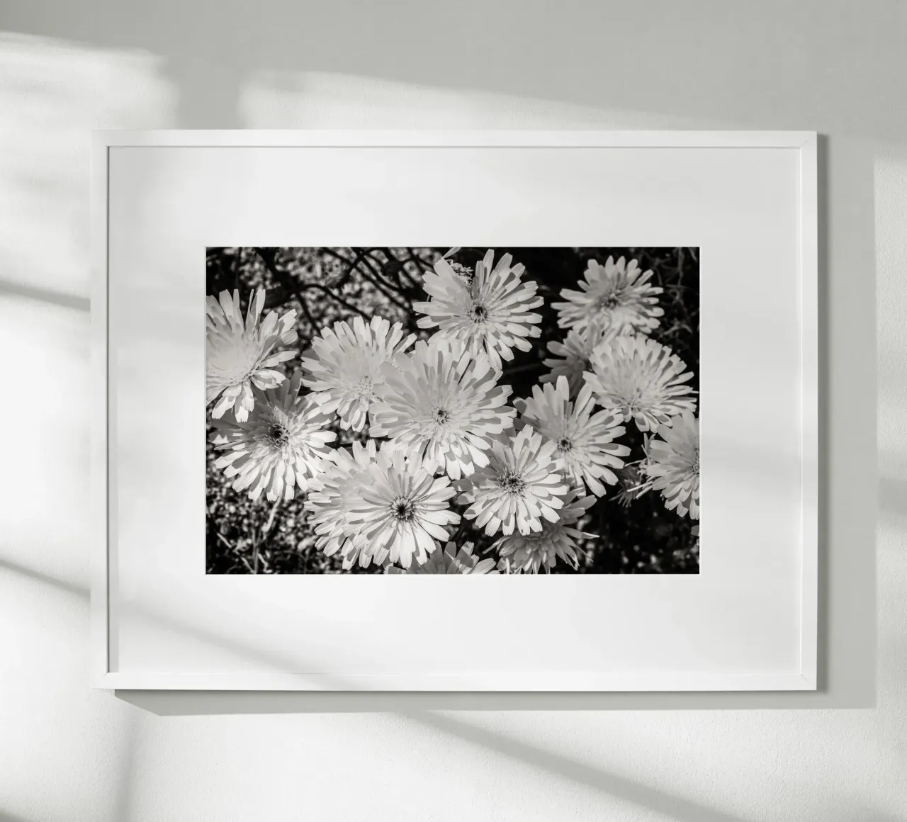 Smooth Desertdandelion carta hahnemühle da bwphoto