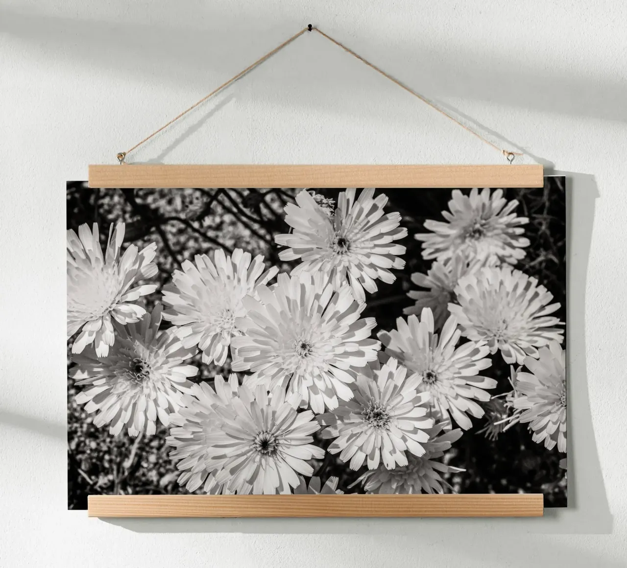 Smooth Desertdandelion carta hahnemühle da bwphoto