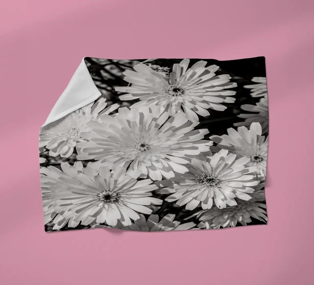 Smooth Desertdandelion coperta in pile da bwphoto