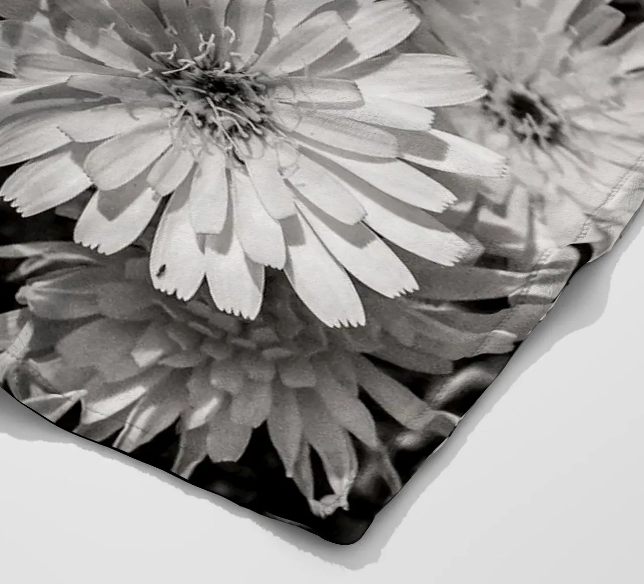 Smooth Desertdandelion coperta in pile da bwphoto