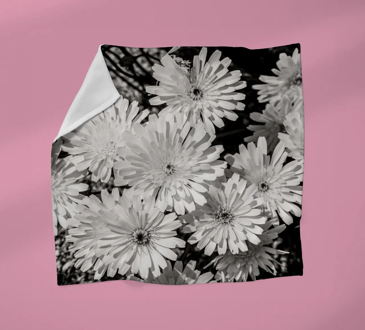 Smooth Desertdandelion coperta in pile da bwphoto