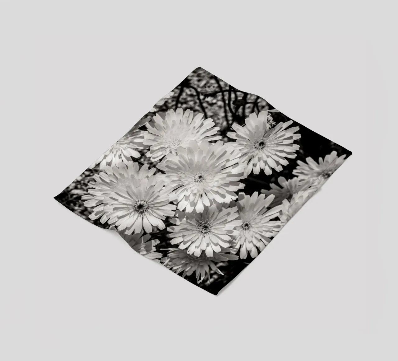 Smooth Desertdandelion coperta in pile da bwphoto