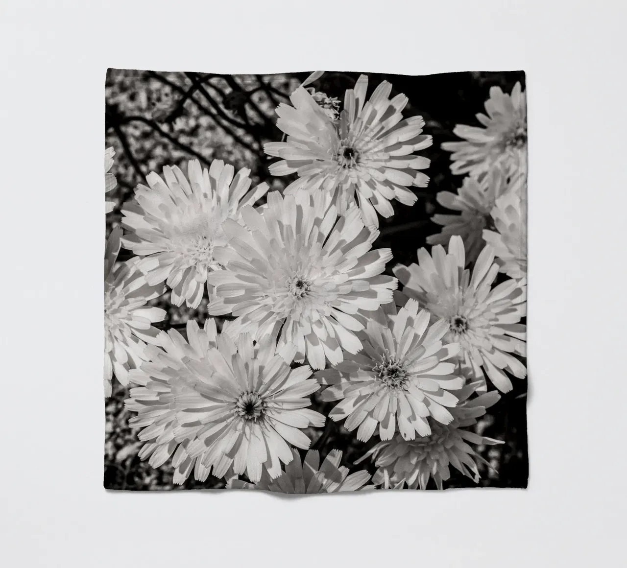Smooth Desertdandelion coperta in pile da bwphoto
