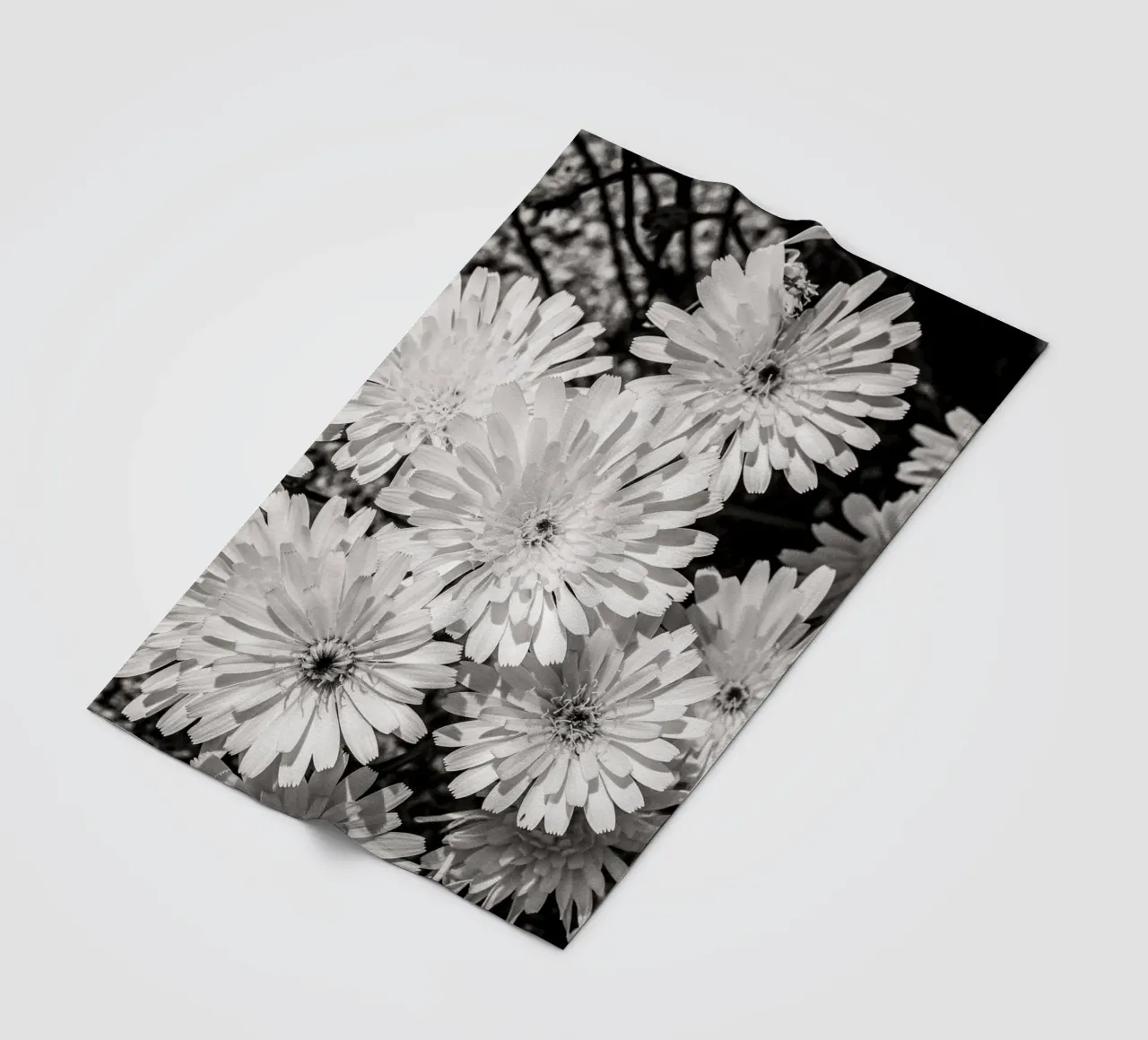 Smooth Desertdandelion coperta in pile da bwphoto