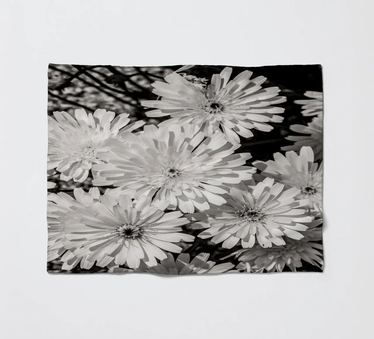 Smooth Desertdandelion coperta in pile da bwphoto